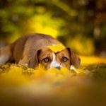 Les chiens de Président de la République en France