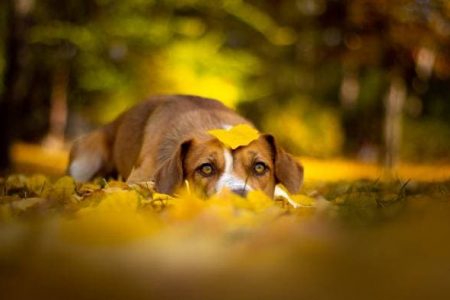 Les chiens de Président de la République en France